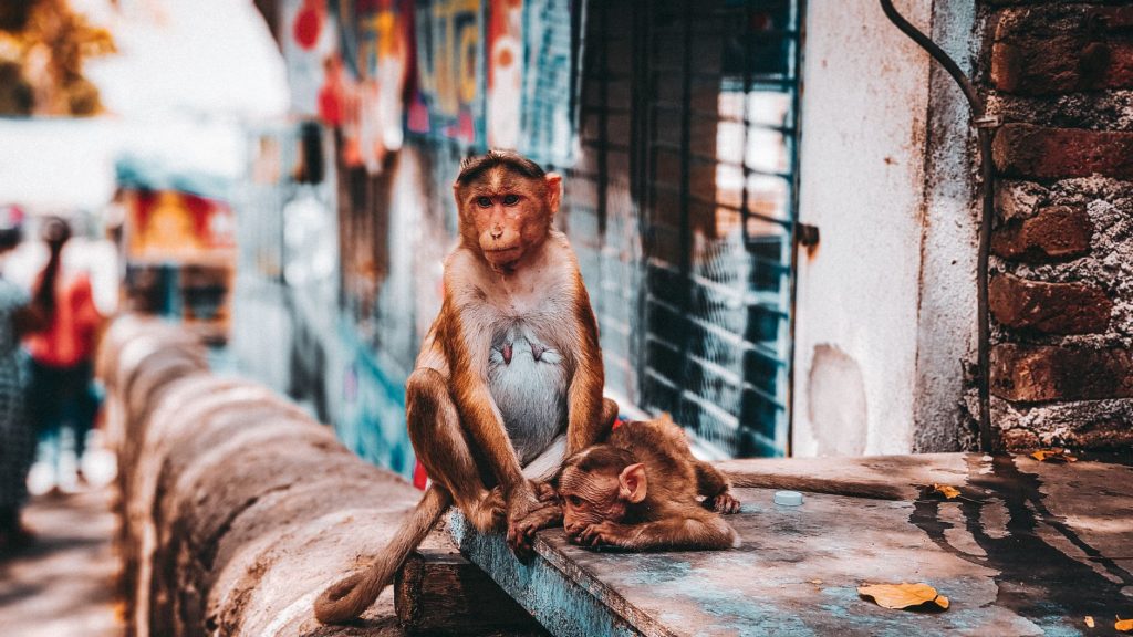Monkey Mischief at Delhi Airport T3!