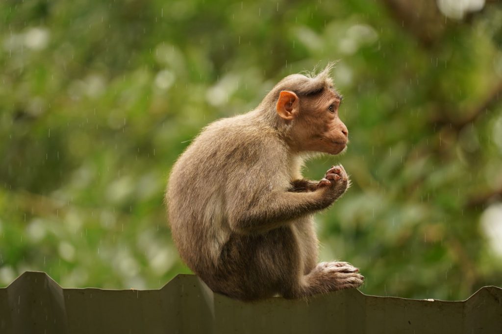 Kerala Breathes Easy as Nipah Cases Remain Steady