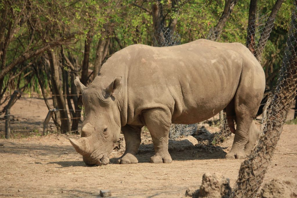 PM Modi Stresses on Rhino Protection