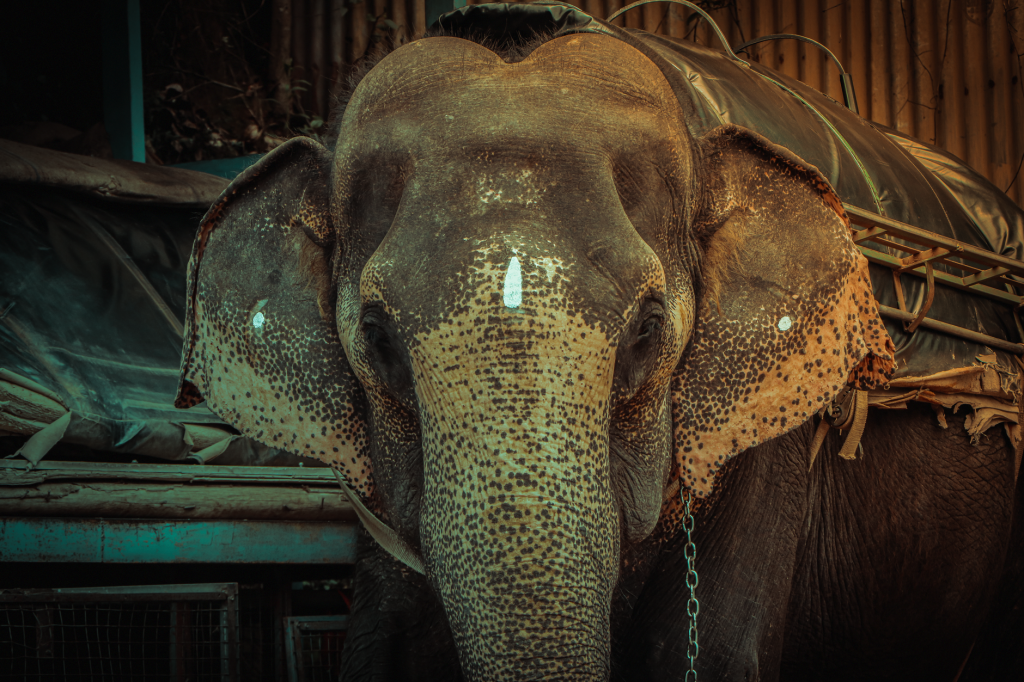 Elephant's Ice Treat: Good or Bad for Zoo Animals?