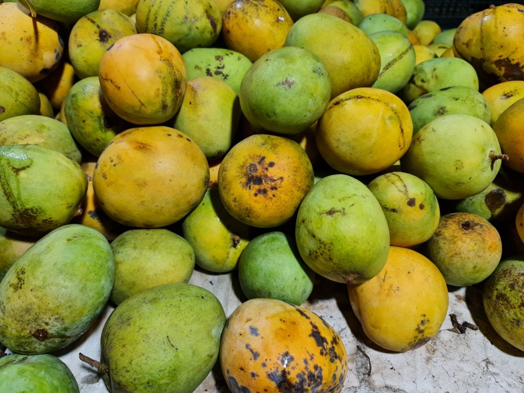 Mango Heist: Looter's Paradise Amidst Injured Couple's Misery