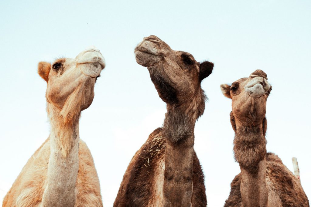 Camel Conference Call: Sahara Safari Meets Zoom
