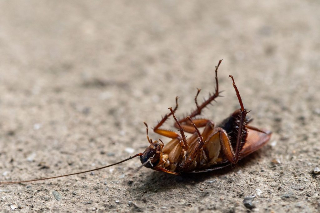 Cockroach Party Chief Slapped at Jaipur Protest