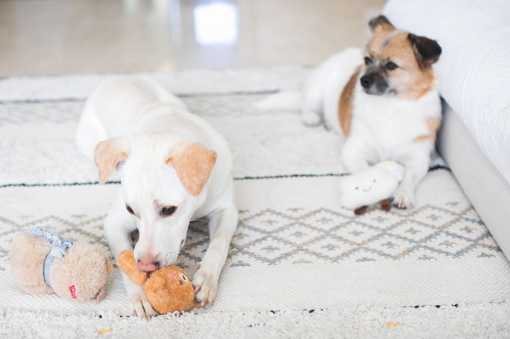 Barkbox Deals: Save Big on Your Furry Friend’s Favourite Treats