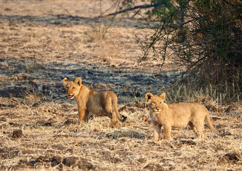 Lion Cub’s Tree Climb Leaves Netizens in Awe