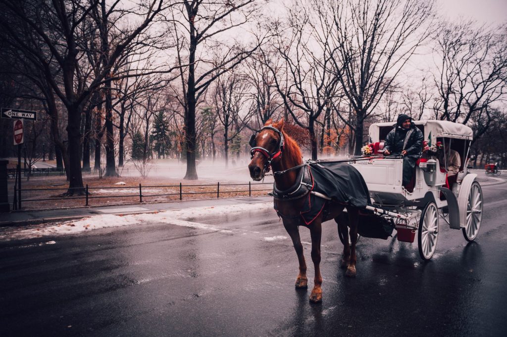 NYC Horse Carriage Tragedy: Indian Tourist’s Fatal Accident in Central Park