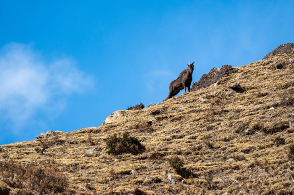 Rare Goat-Antelope Spotted in Sikkim After 30 Years