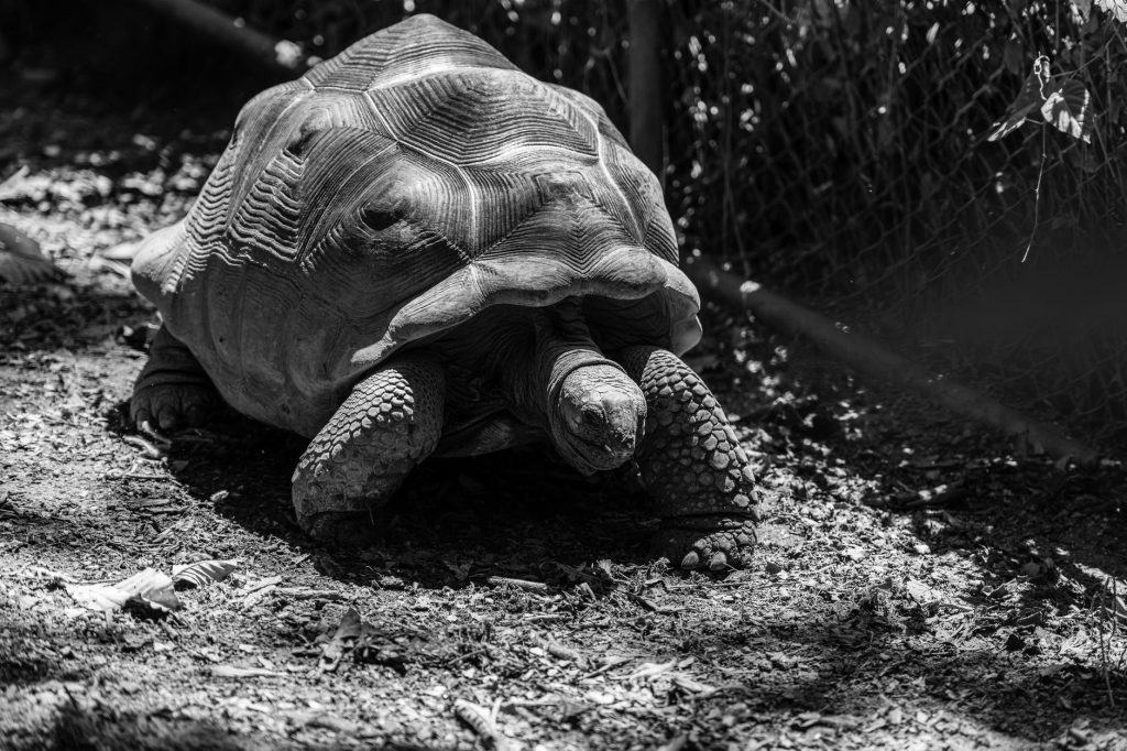 Jonathan Tortoise