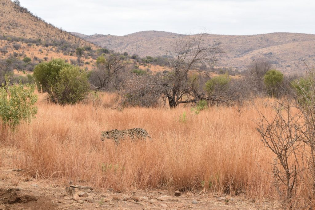Leopard Attacks Dog