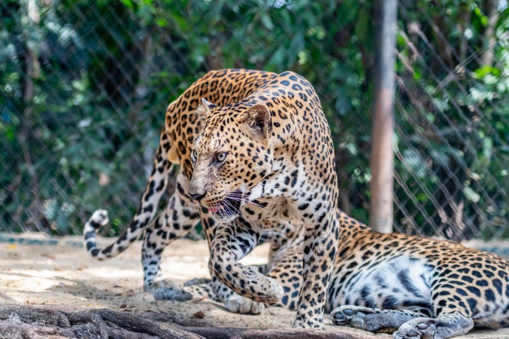 Leopard on Campus: IIT-Bombay Residents Left Scared