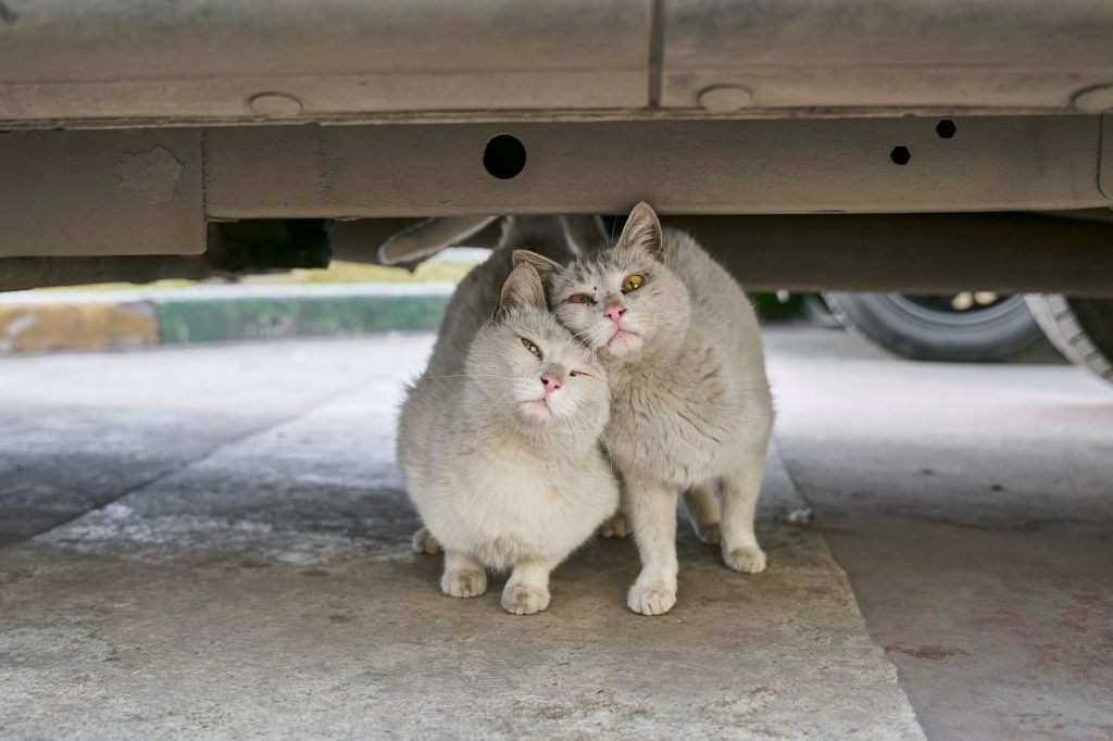 Ricky Gervais’ Mischievous Cats Take Over Netflix’s ‘Alley Cats’
