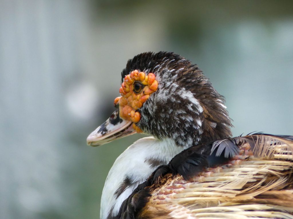 Mexico World Cup Mascot: The Unlikely Star is a Quacking Good Luck Charm