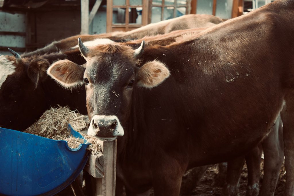 Cow Assault Video Goes Viral in Baghpat: Man Arrested
