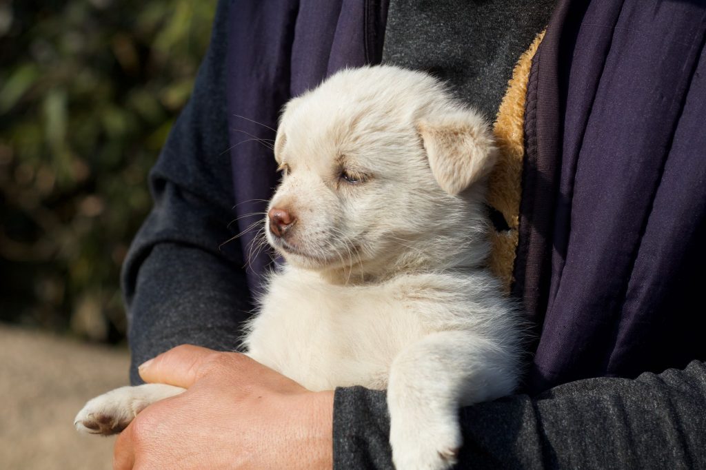 China Shock: Rare Public Protest Erupts Over Puppy Abuse