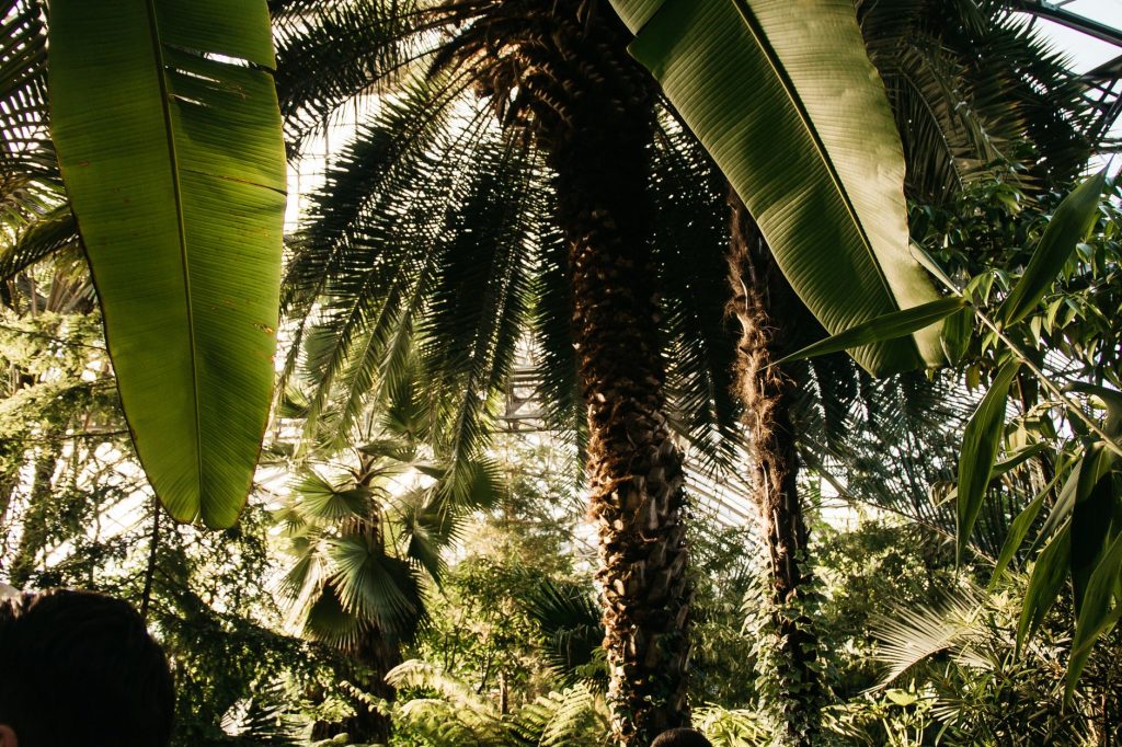 Welcome To Jungle