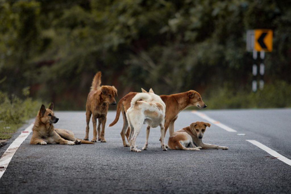Stray Dog Terrorises Family in 3 Seconds: What Went Wrong?