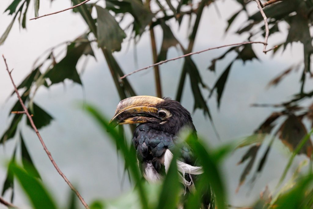 Assam Hornbill Tragedy: Three Arrested for Alleged Bird Slaughter