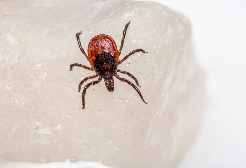 Parasites in the Brain? UK Woman’s Shocking India Experience