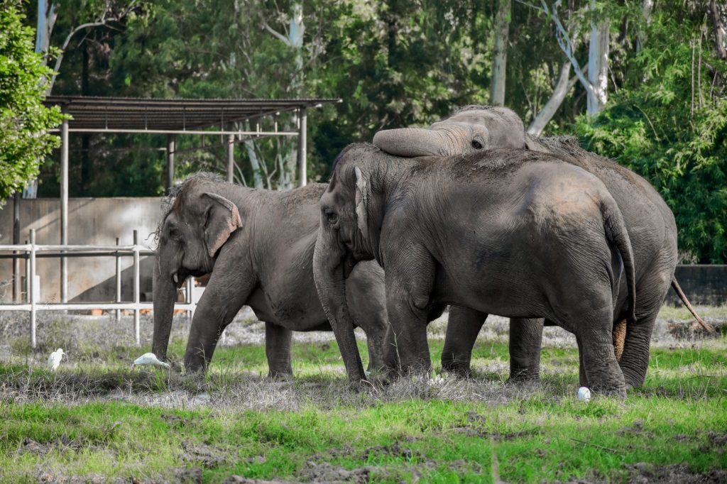 Chhattisgarh Villagers Held Over Elephant Harassment