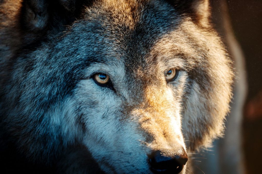 Alia Bhatt’s Alpha