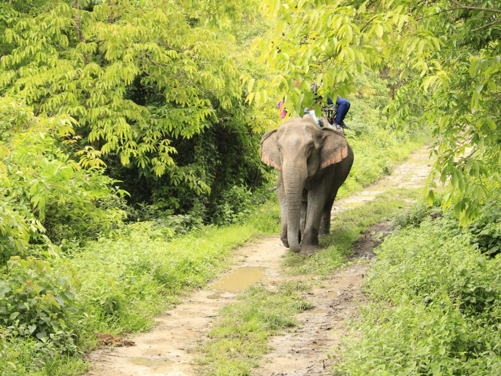 Assam Forest Officials Nab 2 Poachers, Seize Ivory and Timber