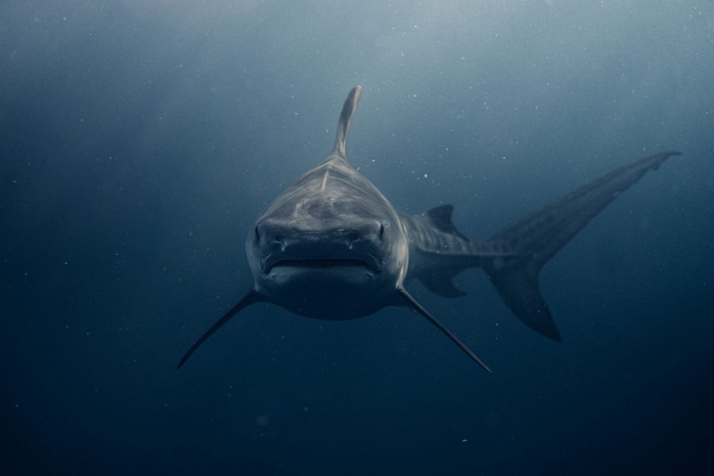 Shark Thriller