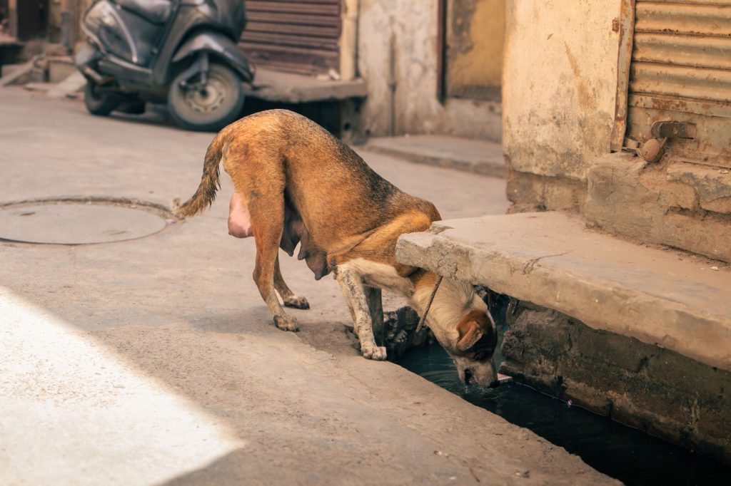 Delhi Sizzles: City Records Its Hottest July Day in 2 Years