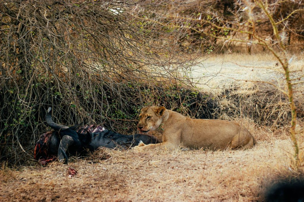 Lion’s Deadly Grip: Gujarat Man Narrowly Escapes Death