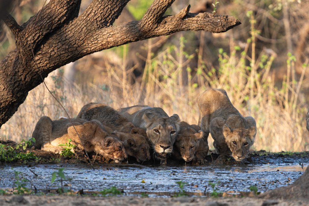 Gujarat’s Vanishing Pride: Why Villages Are Turning Against Wildlife