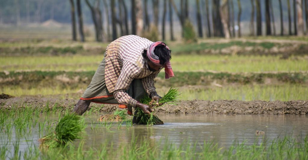 AI to Boost India’s Farm Economy by Rs 70,000 Crore: What’s Next?