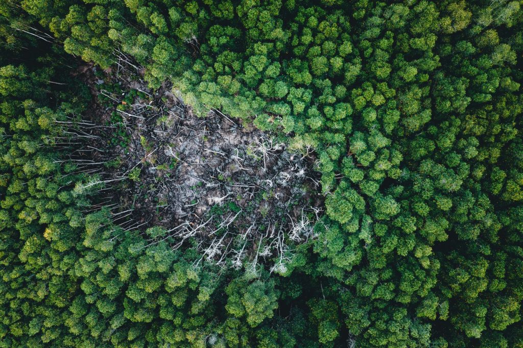 Amazon’s Future: Climate Change Threatens Vital Plants