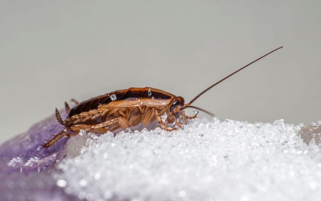 Cockroach Movement