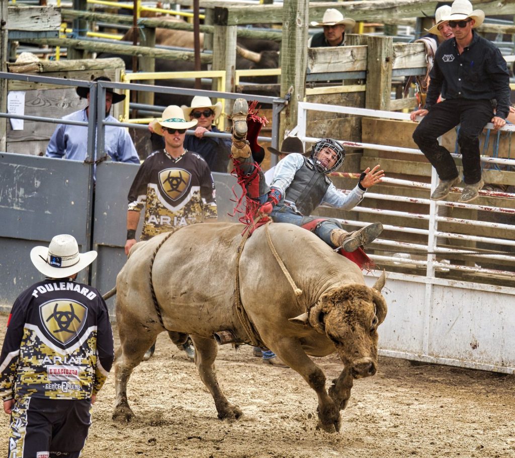 Bull-napping? Man’s Epic Nap on Bull Shocks Netizens