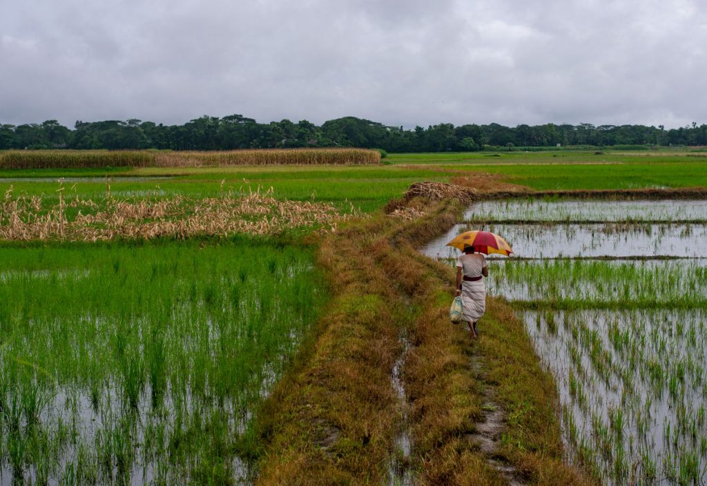 Monsoon Woes: Weak Rains to Hit Farm Incomes and Prices