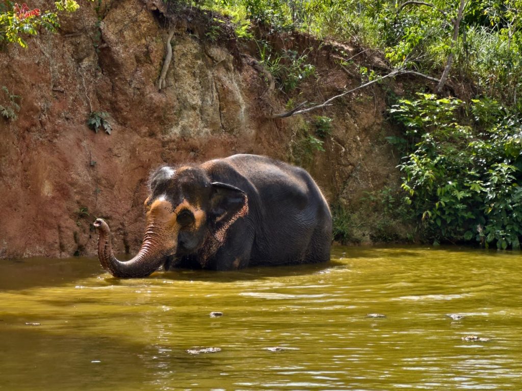 Elephant Rescues Tiger from Floodwaters: Viral Sensation!