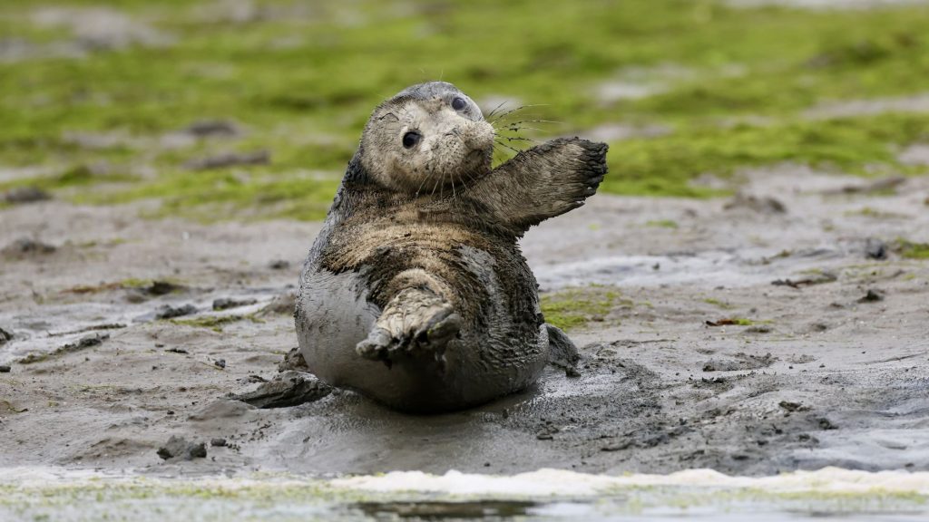 Neil Seal