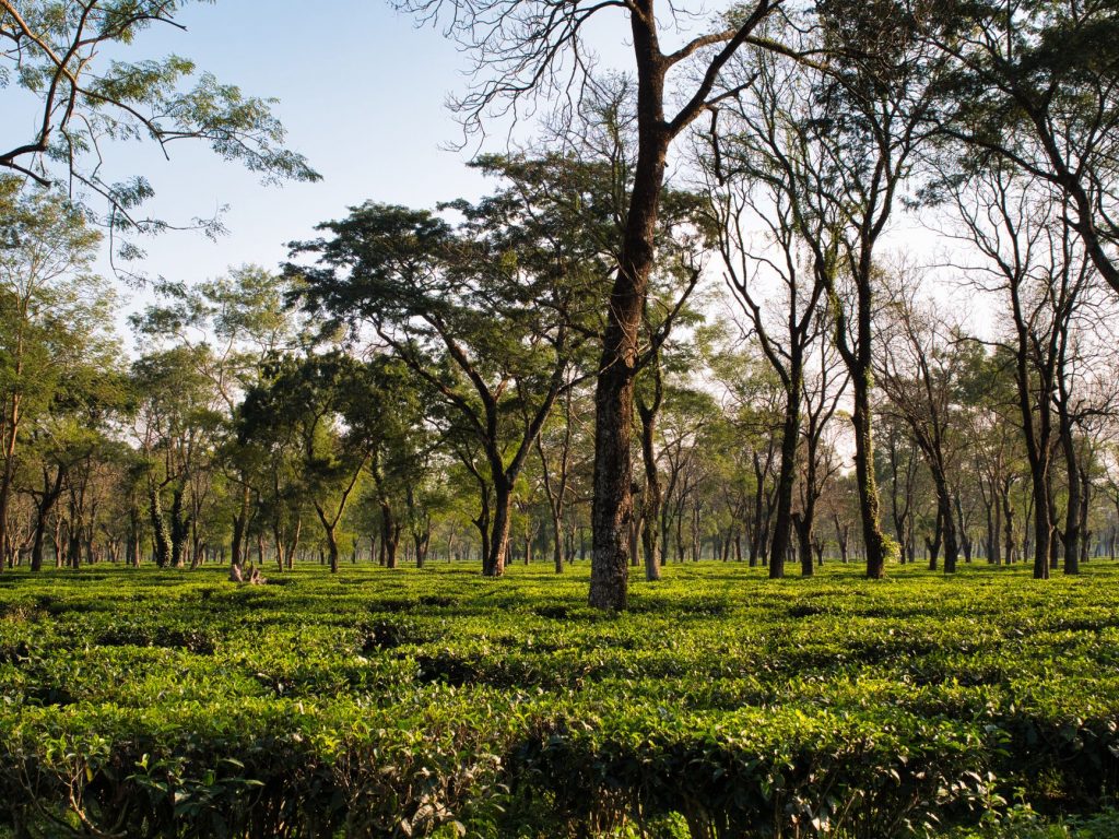 India’s Green Push: 50 Crore Trees in the Making
