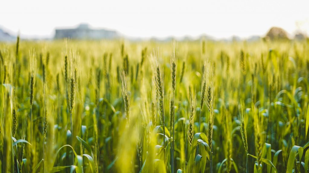 Madhya Pradesh’s Bumper Rice Deal Raises Questions