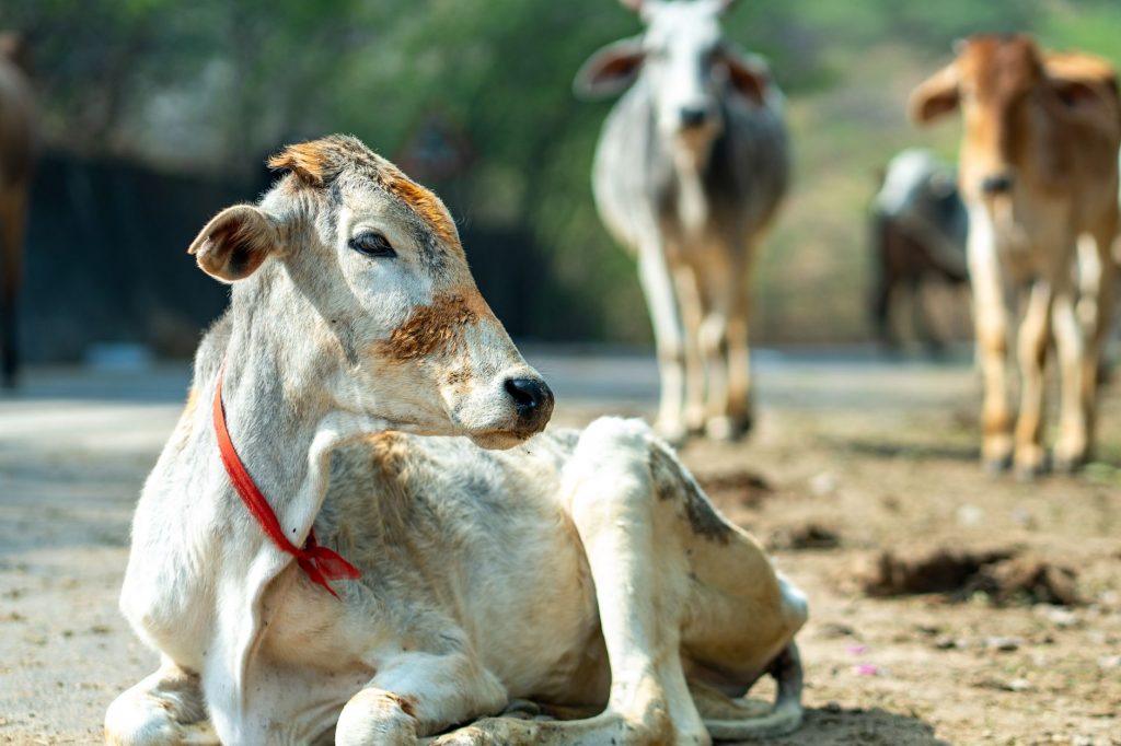 Supreme Court Stays Vijay Government’s Cow Slaughter Ban