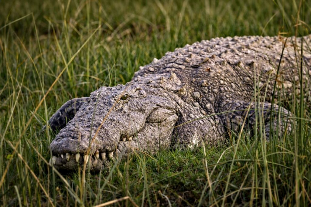 HostGator 76% Off