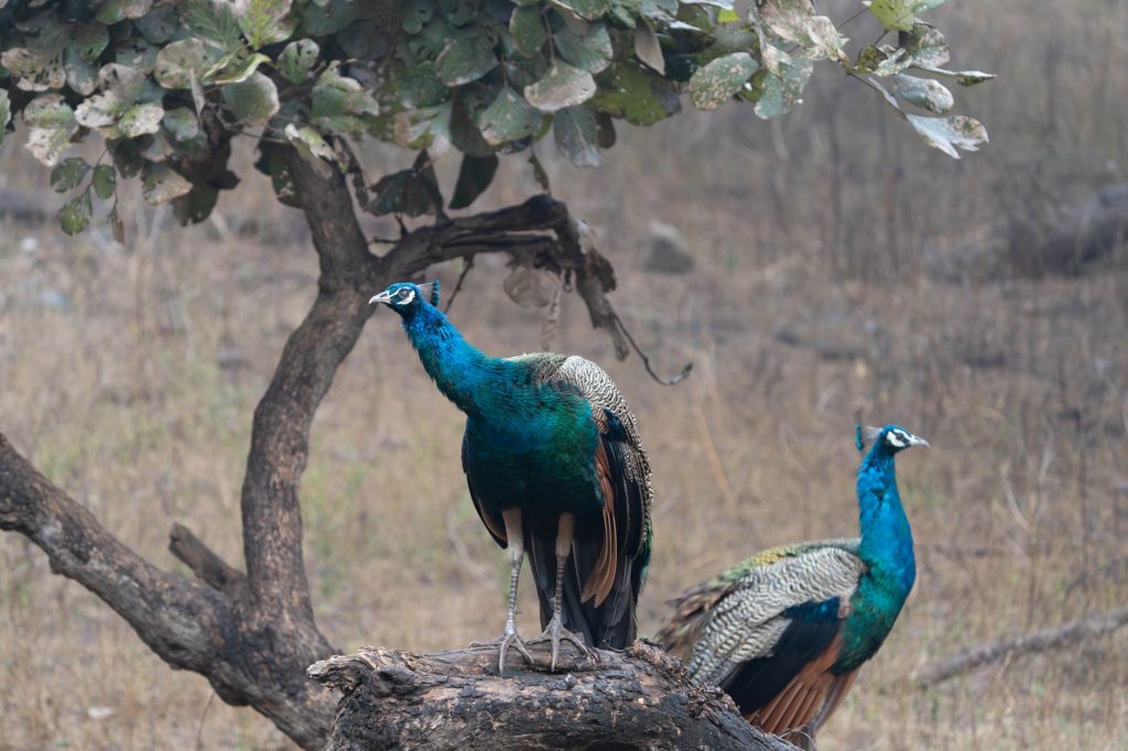 Where to Spot Indian Peacocks During Monsoon