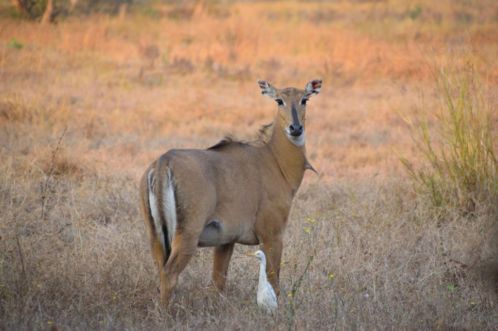 Nilgai vs Leopard