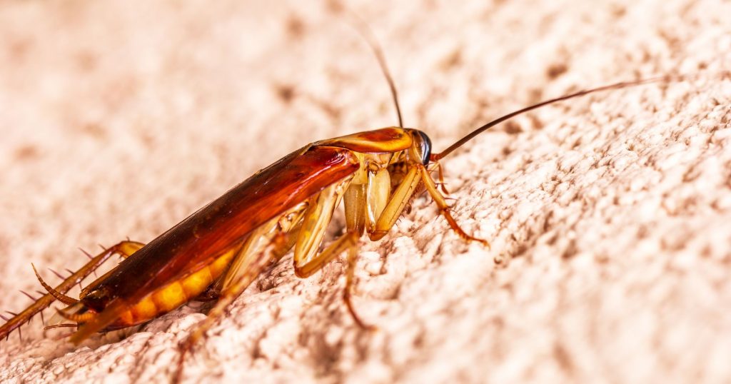 What’s Behind India’s Cockroach Janta Party Protests?