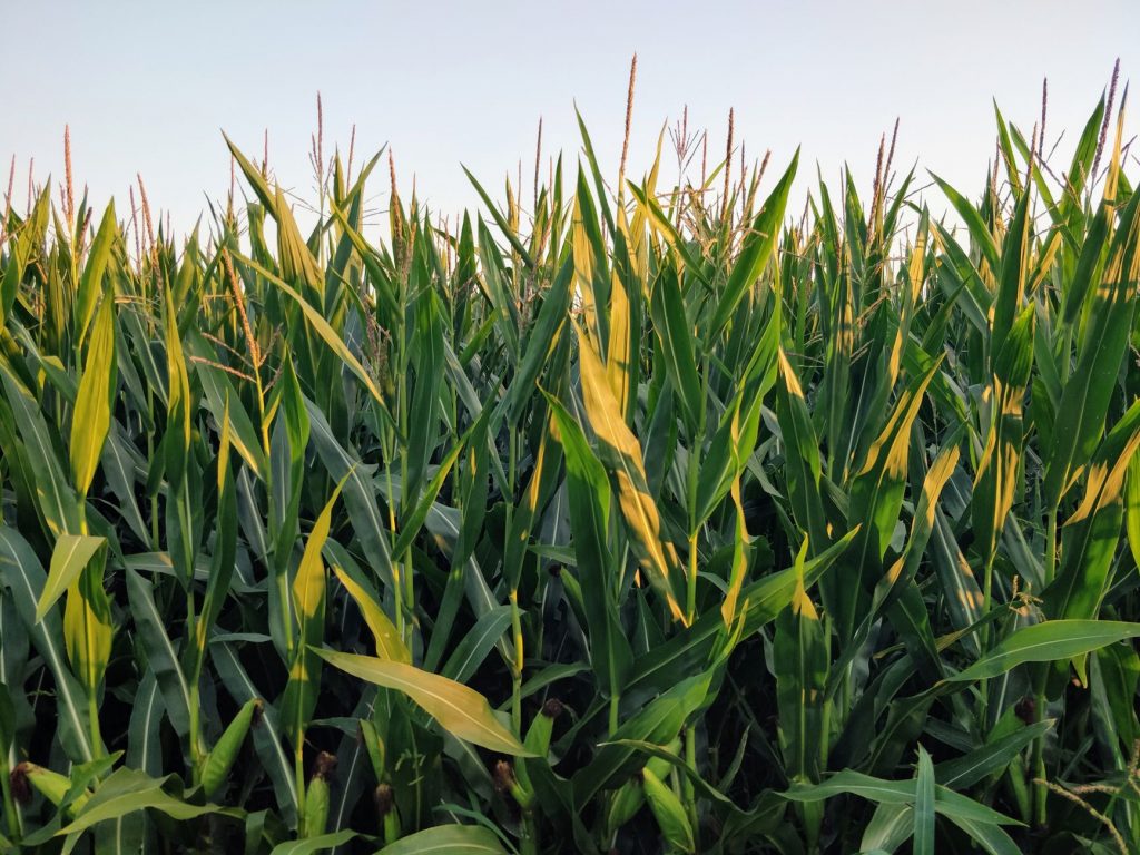 Ethanol Blending Beyond 20%: What’s the Latest Update?
