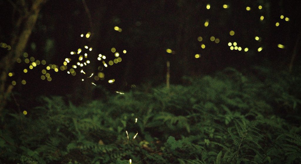 Firefly Havens of India: Where Nature’s Spectacle Unfolds