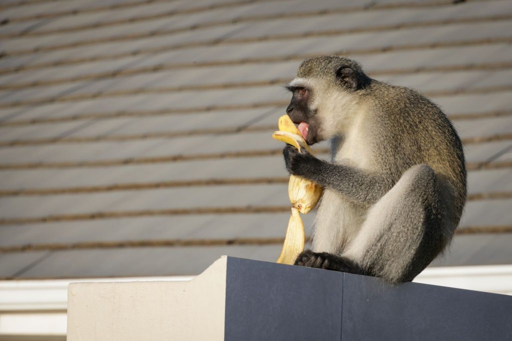 Monkey Feeding Feud Goes Viral: Why the Fuss?