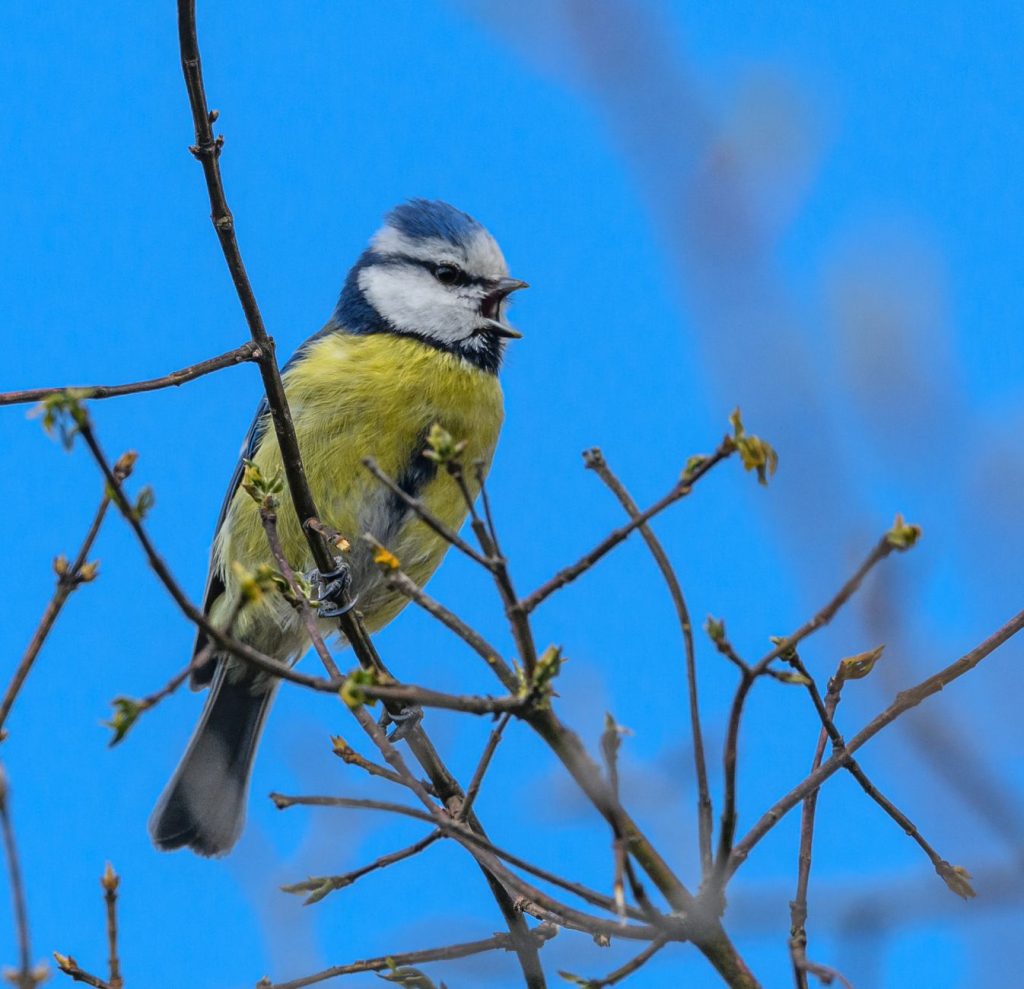 Seven-Year-Old’s Bird Song Goes Viral!