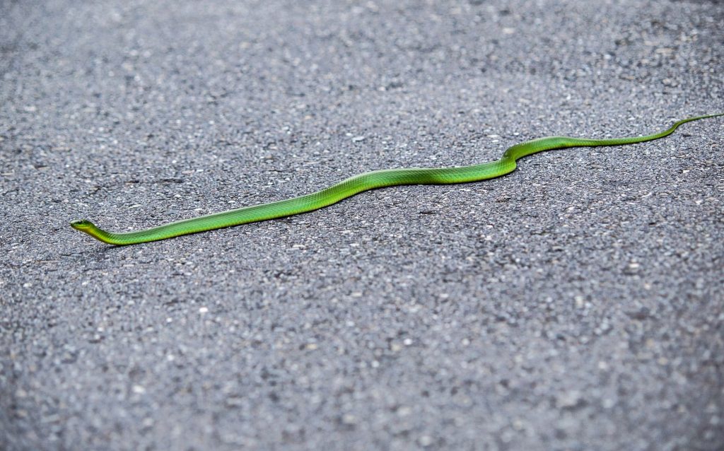Snake Spotted on Airplane Sparks Panic, Raises Safety Fears