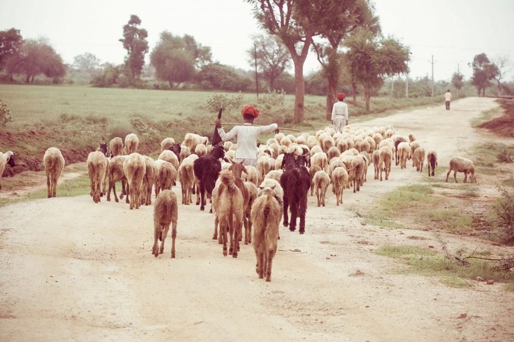 Rajasthan Farmers Protest GI Tag on Unjha Jeera and Saunf