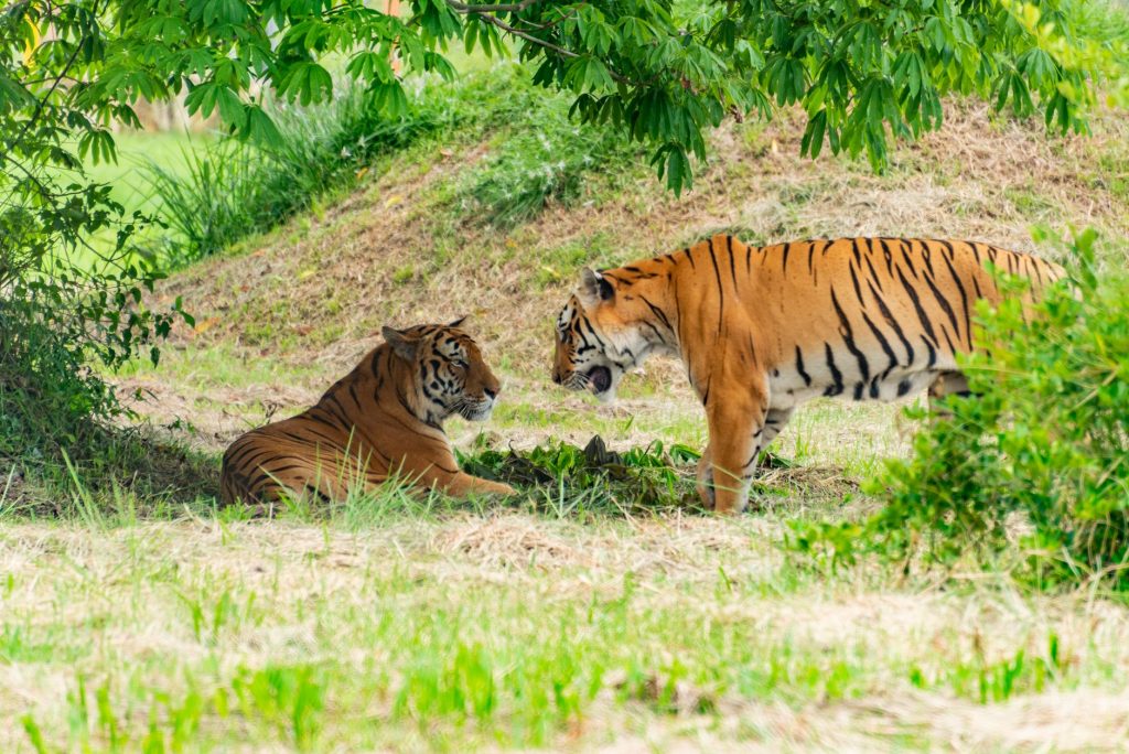 Shinde Fires Back at Opposition Over ‘Operation Tiger’ Allegations